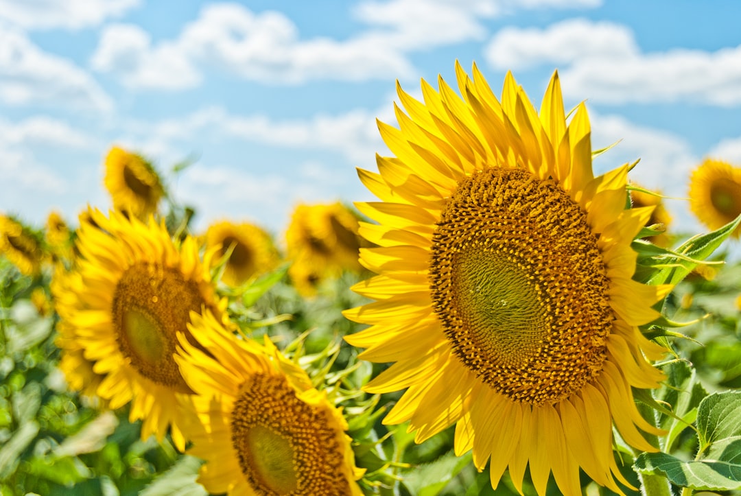 Photo Sunflower plant